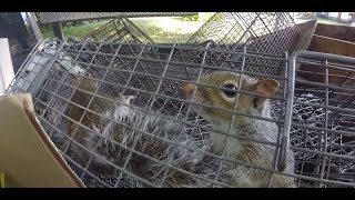 What Do Young Squirrels Sound Like  Finding Squirrel Nest by Listening [upl. by Wedurn]