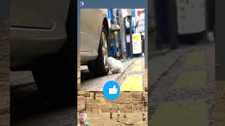 Dog for Fun 😊 Dogs 🐕 upar kaise char geya trending funny viralvideo youtubeshorts cr7comedy [upl. by Kitarp]