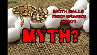 MOTH BALLS KEEP SNAKES AND BUGS AWAY  Myth May  Ep11 [upl. by Edeline]