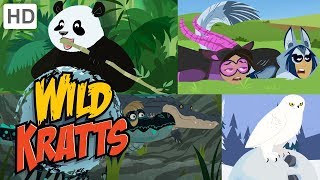 Wild Kratts 🐺🐼 Exploring the Animal Kingdom 🐊🦉 Kids Videos [upl. by Idleman]