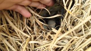 Lady Amherst pheasant breeding [upl. by Ednargel]