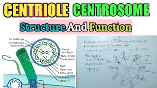 CENTRIOLE CENTROSOME  Structure And Function Cenriole Centrosome BioPonit SpindleFibre Cell [upl. by Letitia]