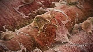 Immature Fat Cells Expanding Around Human Muscle Tissue [upl. by Sumahs615]