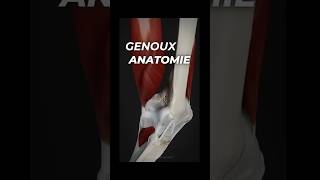 Comment fonctionne le genou en mouvement  repost anatomystandard [upl. by Eisserc]