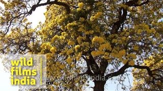 Silver Trumpet Tree Tabebuia argentea flowering gloriously [upl. by Emory]