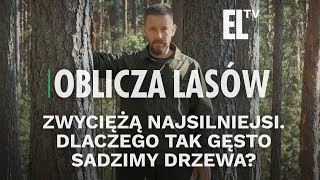 Zwyciężą najsilniejsi Dlaczego tak gęsto sadzimy drzewa  Oblicza lasów 65 [upl. by Corney]