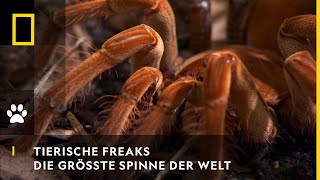 TIERISCHE FREAKS  Die größte Spinne der Welt  National Geographic [upl. by Pearline]