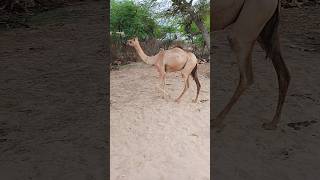 Cute walking camels thar desert beauty nature camellife ll camel of thar [upl. by Shivers]