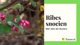 Ribes snoeien na de bloei mei  Tuinennl [upl. by Egiaf]