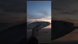 First salmon while beach fishing Ulladulla fishingaustralia beachfishingaustralia [upl. by Codee355]