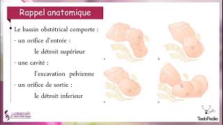 Fahemni Le bassin obstétrical  Docteur HADJ YOUB [upl. by Inele224]