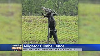 VIDEO Alligator Climbs Fence In Florida [upl. by Aleacin]