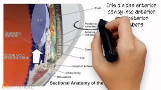 Human Eye Structure Eye Anatomy Explained [upl. by Nitsa]