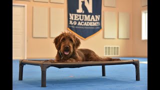 Jac Pudelpointer Puppy Camp Dog Training Video Demonstration [upl. by Anala118]