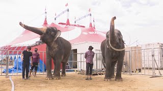 「木下大サーカス」開幕まであと3日 ホワイトライオンなど動物たちが岡山に到着 [upl. by Marcelline]