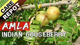 AMLA  How to grow and care Amla tree or Indian Gooseberry plant  Garden Tips in English [upl. by Hessney146]