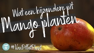 VanPitTotPlant  Mango plant uit een Mango pit [upl. by Yendic]