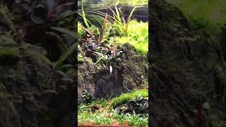 Easy Plant cuttings aquarium aquascape [upl. by Adamina]