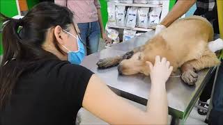 Dog Says The Final Goodbye to his Owner In Hospital [upl. by Waxman896]