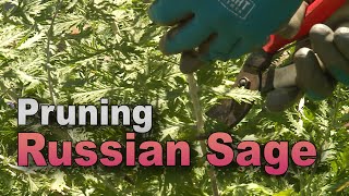 Tame Russian Sage – Trim Back Vigorous Growth [upl. by Oiramat]