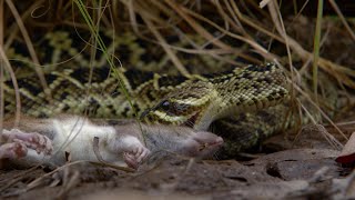 Así es el ataque mortal de la serpiente de cascabel más grande del mundo  National Geographic [upl. by Led]