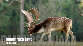 Damhirsch Jagd im Oktober Hunting Fallow Bucks in October [upl. by Yortal973]