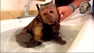 Capuchin Monkey Hot Relaxing Bath [upl. by Hannahoj493]