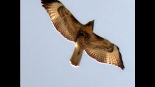 Red Tail Hawk Screeching in Flight High Above Me [upl. by Notslar479]