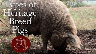 Lard Pig vs Bacon Pig vs Lean Pig The Characteristics of Heritage Breed Pigs [upl. by Chatwin]