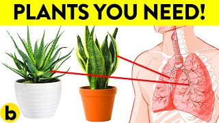 These 8 Plants Are The HEALTHIEST To Have In Your House [upl. by Rooney145]