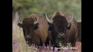 Wood Bison Field Identification [upl. by Georgianne]