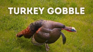 Wild Turkey Gobble  Use This Sound While Hunting [upl. by Muire248]