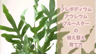 フレボディウム・アウレウム・ブルースターの植え替え・育て方 ｜ Phlebodium aureum quot Blue Star quot ｜観葉植物 [upl. by Ailana]