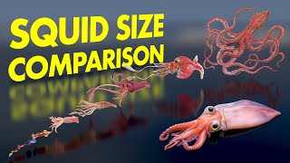 How Big Is a GIANT Squid MindBlowing 3D Size Comparison [upl. by Ericka]