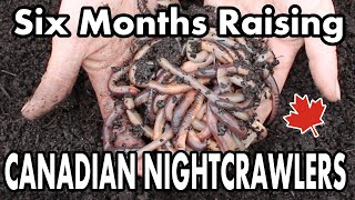 Raising Canadian Nightcrawlers At Home  6 Month Update On Our DIY Dew Worm Bait Farm [upl. by Dymphia]