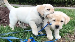 Top FUNNY PUPPIES That Will Make You Laugh Out Loud 😁 Funniest Animal Videos [upl. by Hsihsa]