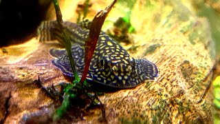 The TRUTH About Keeping and BREEDING HILLSTREAM LOACHES They Lied To You  Sewellia Care Guide [upl. by Denice]