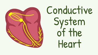 Conductive System of The Heart  AV Node Bundle of His Purkinje Fibers [upl. by Alliuqaj134]