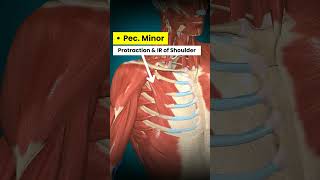 Front of Shoulder Pain What muscles should be treatedphysiotherapy [upl. by Ilsel]