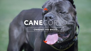 OWNING A CANE CORSO THE ULTIMATE CANINE PROTECTOR [upl. by Amlet]