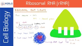 Ribosomal RNA rRNA  Cell Biology [upl. by Merl71]