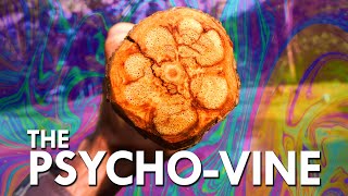 This Is What Ayahuasca Does To Your Brain [upl. by Eerbua117]