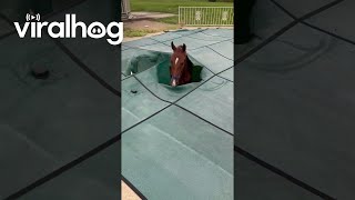 Someone’s Horse Fell Into My Pool  ViralHog [upl. by Norrahc]