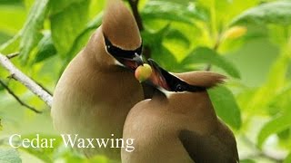 Beautiful Waxwing  Birdsong Waxwing Call [upl. by Anez]