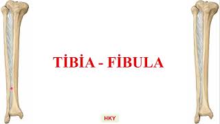 20 tibia  fibula [upl. by Tullius]