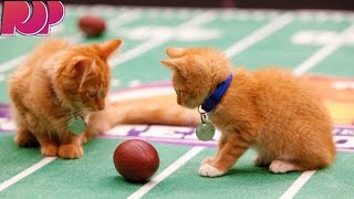 Kittens Show Off Their Football Skills For The Kitten Bowl [upl. by Lig]