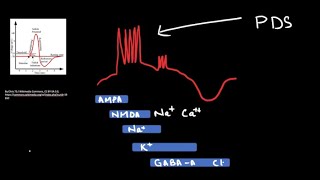 Paroxysmal Depolarization Shift  The Cellular Counterpart of An Epileptic Spike [upl. by Ahsercel]