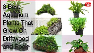 8 Best Aquarium Plants That Grow On Driftwood and Rock [upl. by Prinz]