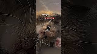 Ну рил же catslover дуэт live love part3 kitten music part2 duet ll [upl. by Enitsed193]