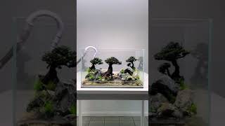 Secrets of Attaching Moss to Bonsai Aquascape aquarium [upl. by Merth]